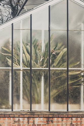 Within The Greenhouse