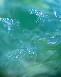 Drops in Green by Jeannette Nederlof