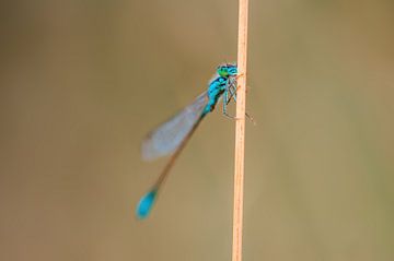 libellule bleue de l'azur, assise sur un brin d'herbe sur Mario Plechaty Photography