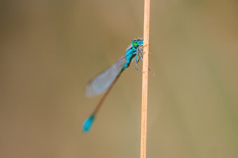 libellule bleue de l'azur, assise sur un brin d'herbe par Mario Plechaty Photography