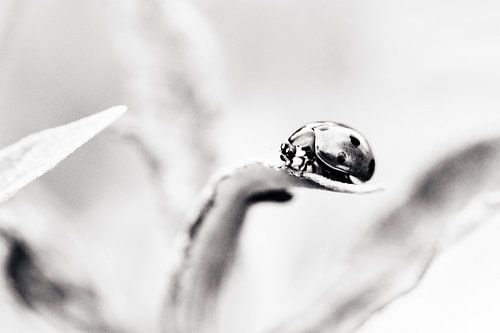 Schwarz-weißer Marienkäfer - Minimalistische Natur