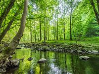 Lente bij de beek in het groene loofbos IV