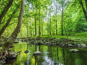 Printemps au bord d'un ruisseau dans une forêt de feuillus verte IV sur Jörg B. Schubert