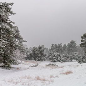 Grey & White von William Mevissen