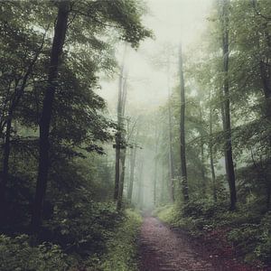 Chemin forestier dans le brouillard