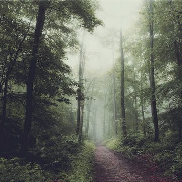 Bospad in de mist