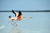 Flying flamingo's