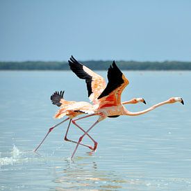 Flying flamingo's by Marjon Grendel