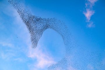 Spreeuwen zwerm in de lucht tijdens zonsondergang