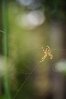 spider