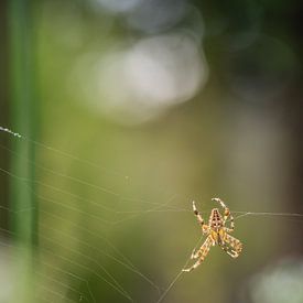 spider by Paquita Six