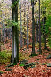 Saison d'automne sur Thomas Jäger