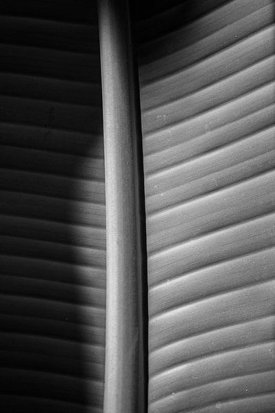 Feuille de palmier noir et blanc par Niek Traas