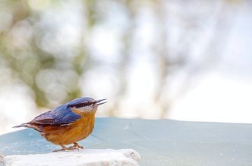Nuthatch sitting on the garden table by Rietje Bulthuis