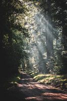 Ein Lichtspiel aus Sonnenstrahlen