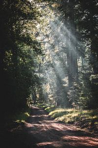 Un spectacle lumineux de rayons de soleil