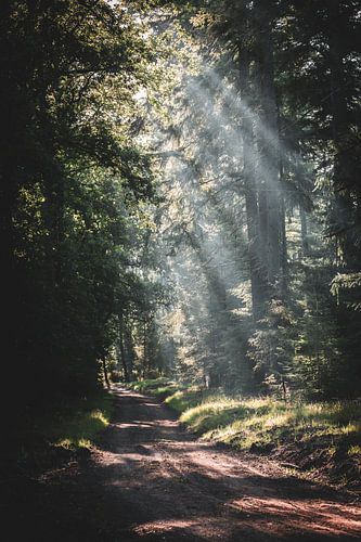 Un spectacle lumineux de rayons de soleil