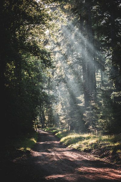 A light show of sunbeams by MdeJong Fotografie