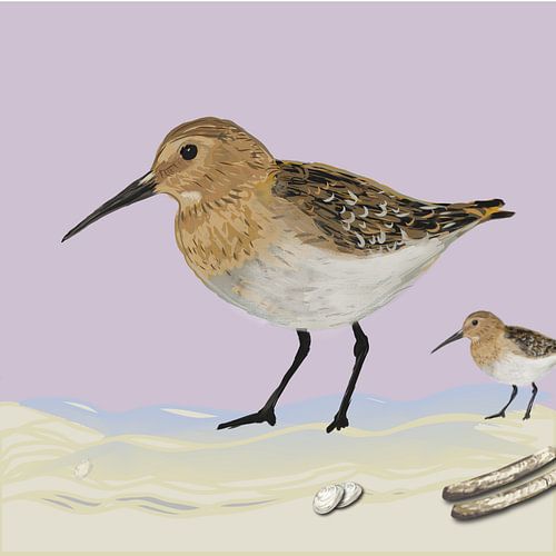 Sandpiper
