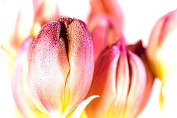 Roze tulp van Dieter Walther