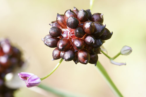 Wine-Dark Cluster and a Tiny Purple Bud