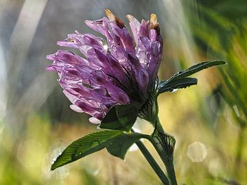 Red clover after a rainstorm