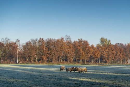 Schapen in het weiland met een mooie slagschaduw.