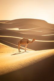 A single dromedary among the sand dunes in the Sahara, Morocco by René Wiegmink