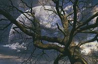 Treetop and planet by Norman Krauß thumbnail