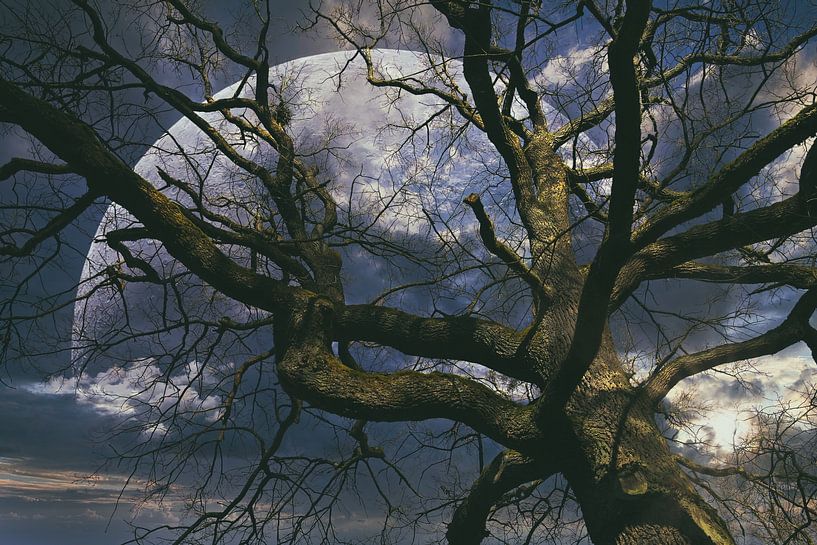 Treetop and planet by Norman Krauß