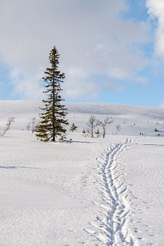 Schaatssporen in de sneeuw van Leo Schindzielorz