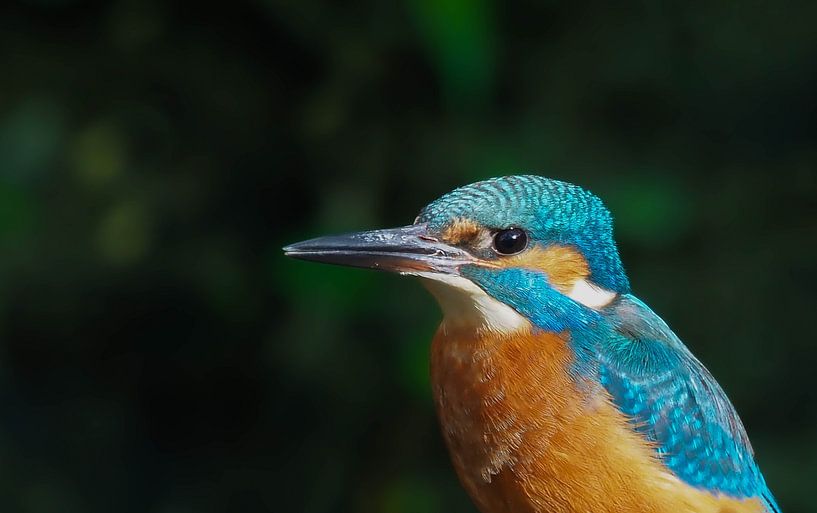 The kingfisher up close, what a splash of colour! by Marjon Woudboer