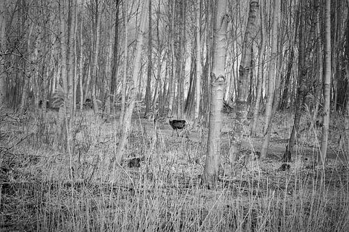 Oostvaardersplassen, Edelhert
