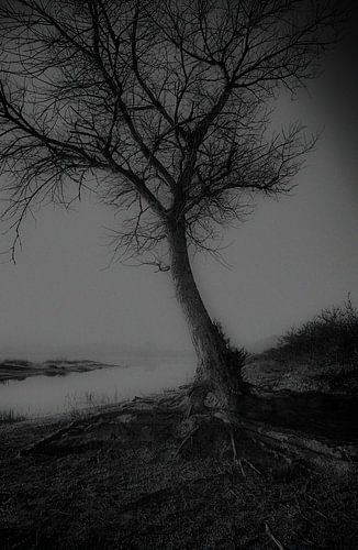 Arbre sur racines sur Karel Ham