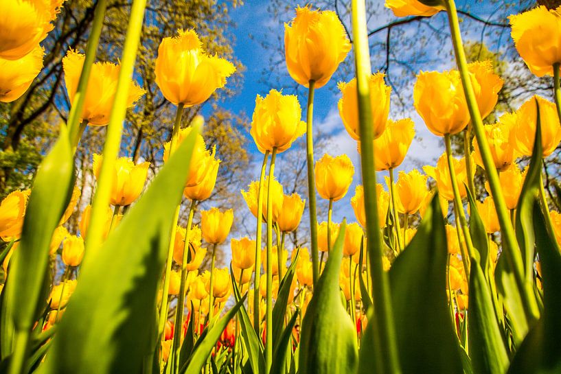 Gele fleurige tulpen von Stedom Fotografie