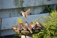Flying sparrow