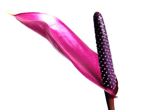 Anthurium