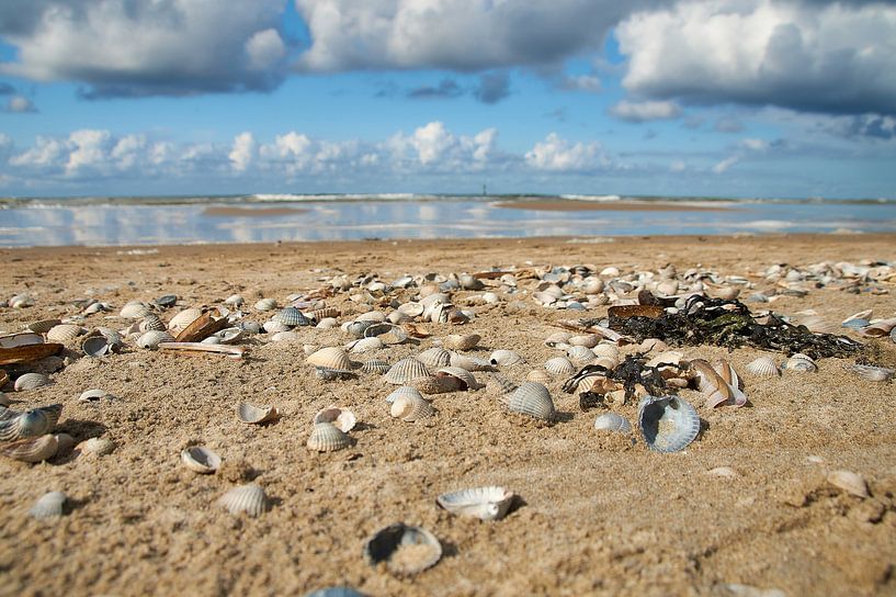Strand mit Muscheln, Texel von Ad Jekel