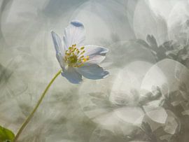 Bosanemoon by Elles Rijsdijk