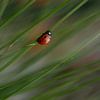 Ladybird by Thijs Schouten