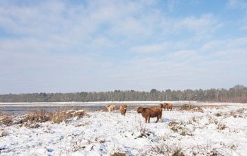 Schotse Hooglanders in de sneeuw... van Ans Bastiaanssen