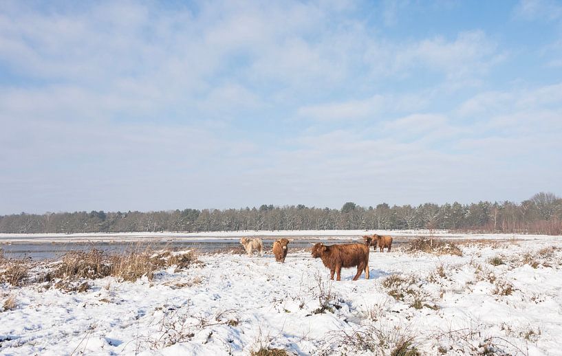Schotse Hooglanders in de sneeuw... van Ans Bastiaanssen