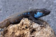 canary lizzard - gallotia galloti palmae by Monarch C. thumbnail