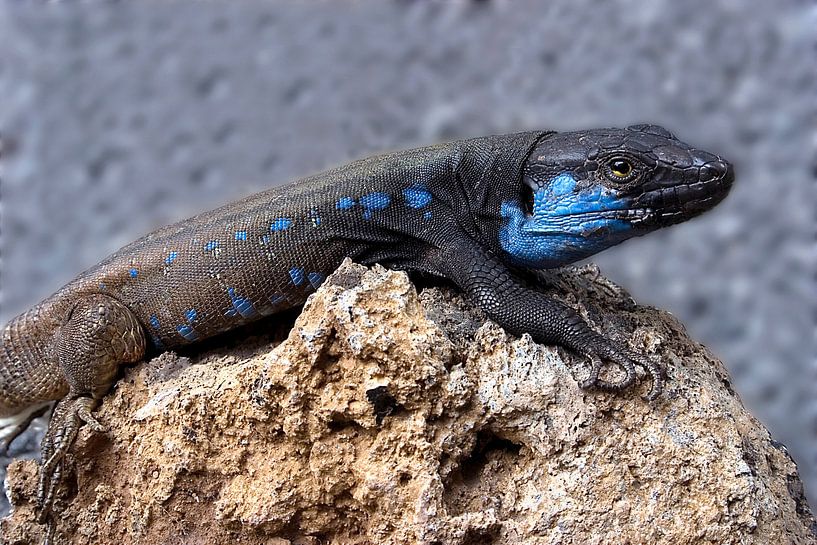 canary lizzard - gallotia galloti palmae by Monarch C.
