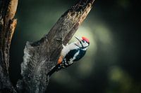 Buntspecht auf einem Baum