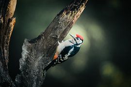 red spotted woodpecker on a tree by Bas Tieltjes