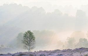 Bouleau dans la lande de la Veluwe sur Rudy Wagenaar