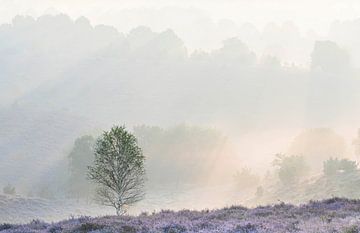 Berkje op de heide in de Veluwe van Rudy Wagenaar