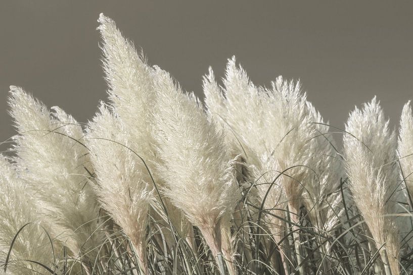 Pampas grass in basic colours. by Alie Ekkelenkamp