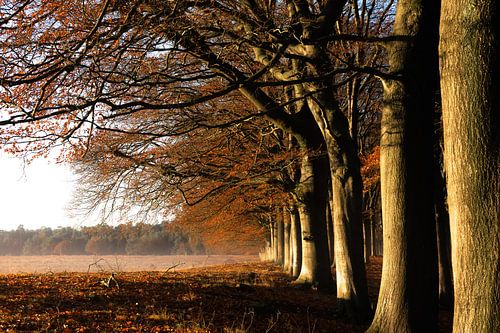 Planken Wambuis part 29